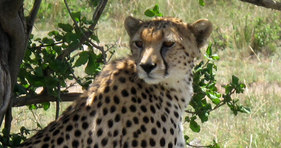 2013-11-19-cheetah.jpg