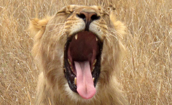 2013-11-19-lion.jpg