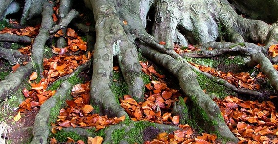 2013-11-19-treeroots.jpg
