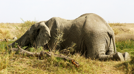 2013-11-20-ElephantCrouching.jpg