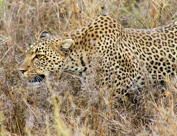 2013-11-20-LeopardStalking.jpg