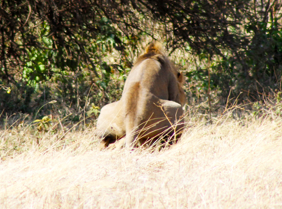 2013-11-20-LionsMating.jpg