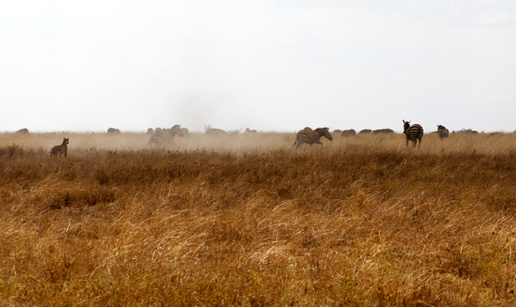 2013-11-20-ZebraSavesGazelle.jpg