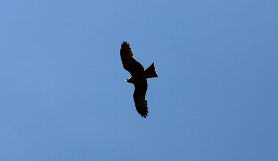 2013-11-21-BlackKite.jpg