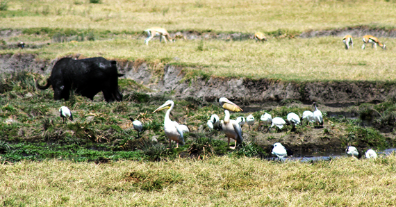 2013-11-21-Pelicans.jpg