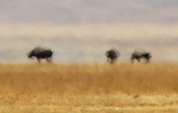 2013-11-21-Rhinos.jpg