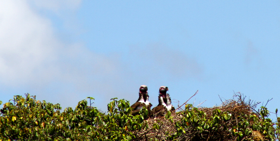 2013-11-21-Vultures.jpg