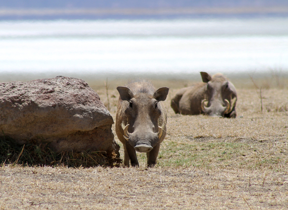 2013-11-21-Warthogs.jpg