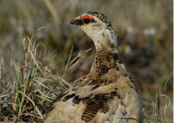 2013-11-25-rockptarmigan.jpg