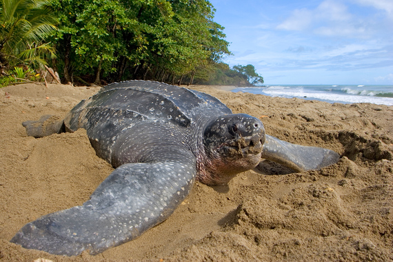 2013-11-26-Leatherback_Grande_Riviere_B_Hutchinson.jpg