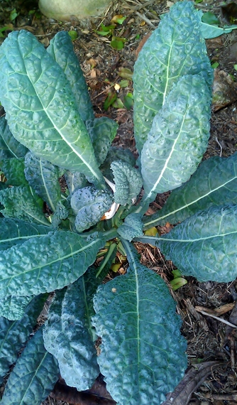 2013-12-07-Kale.jpg