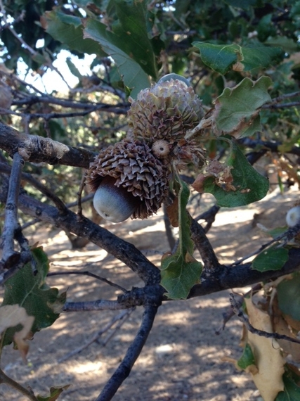 2013-12-09-acorns.JPG