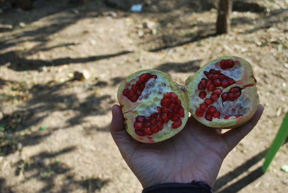 2013-12-10-pomegranate.jpg