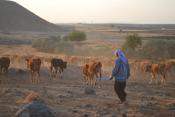 2013-12-10-shepherdyuvacali.jpg