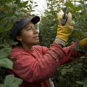 2013-12-14-OBfarmworker.jpg