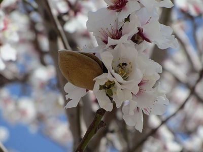 2013-12-18-AlmondBlossom.jpg