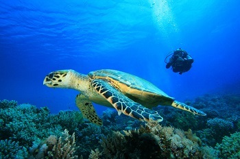 2013-12-18-ScubaDivinginMozambiqueAzuraQuilalea_resize.jpg