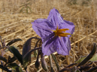 2013-12-18-Solanum_quadriloculatum_wild_tomato_flower.jpg