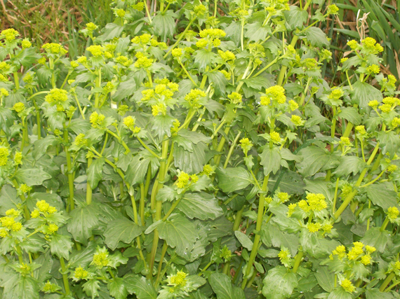 2013-12-18-wintercress_early_spring.jpg