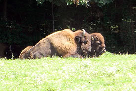 2013-12-19-canadianwoodbisonbywikimediacommonsthumb.jpg