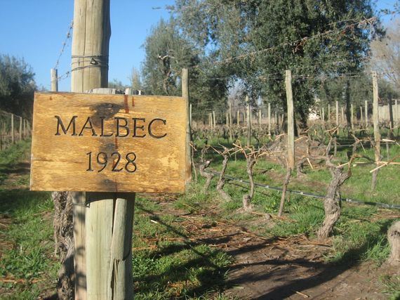 2013-12-27-Mendel1928Malbecvines.jpg