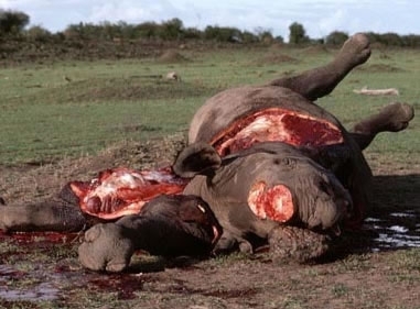 2013-12-28-Rhinoslaughter2.jpg