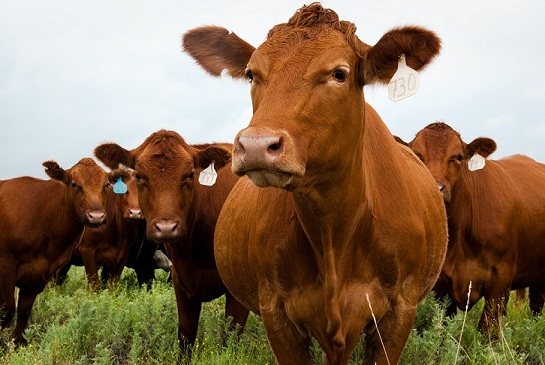 2014-01-07-Beefcattle.jpg