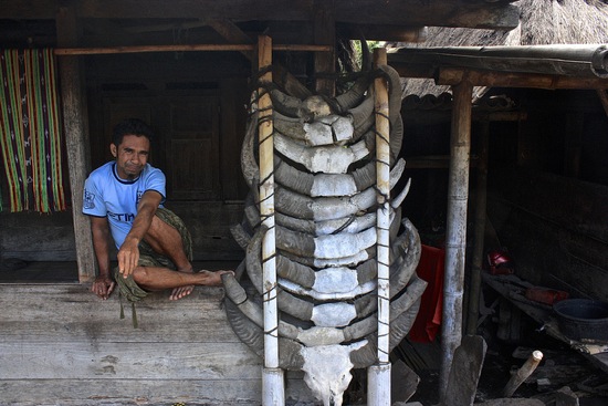 Ngada village buffalo sacrafice on display