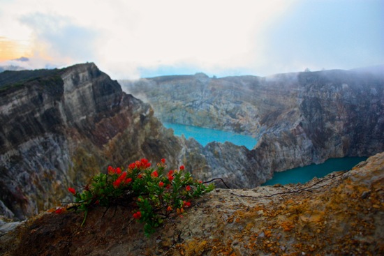 despite the harsh environment, flowers still blossom