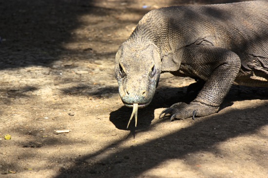 look at that Komodo dragon tongue and those claws