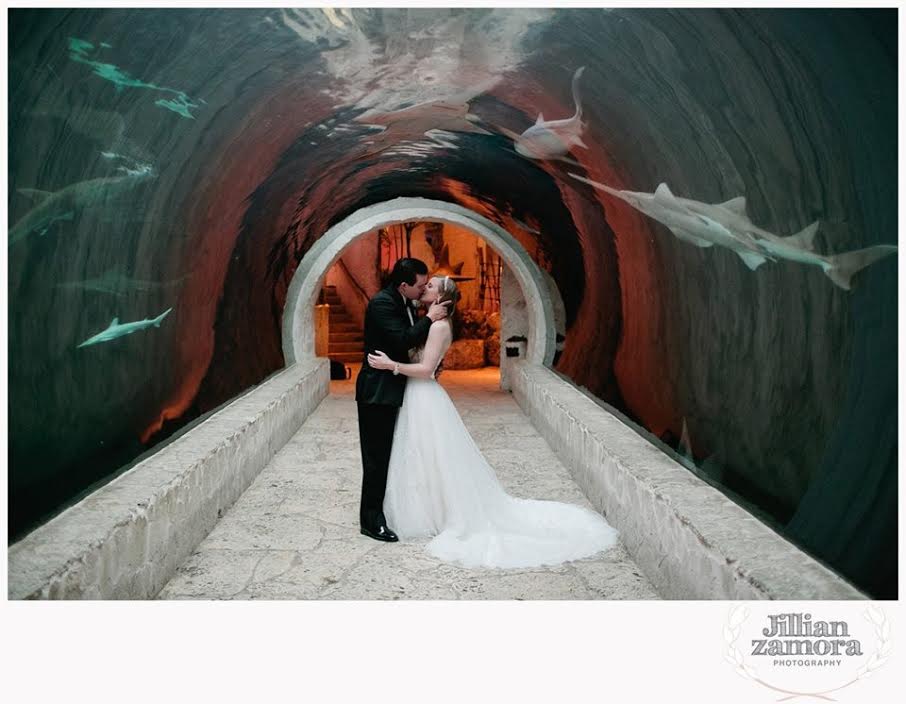 2014-01-13-sharkwed.jpg