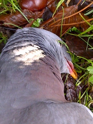 2014-01-16-Pigeonkaput1.jpg