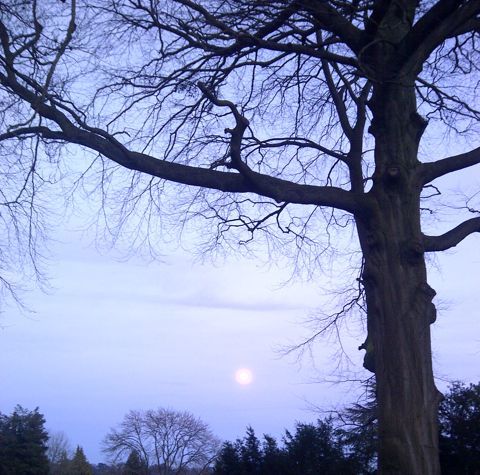 2014-01-16-Skywithtreeandmoon.jpg