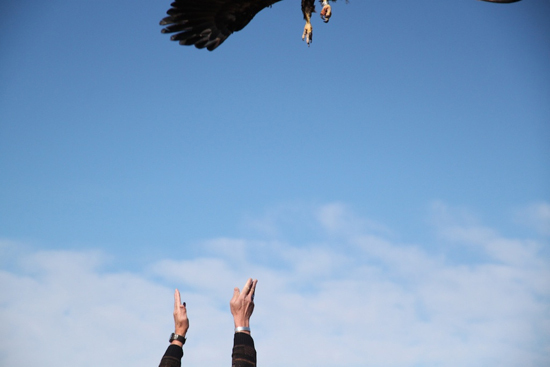 2014-01-17-eagle1.jpg