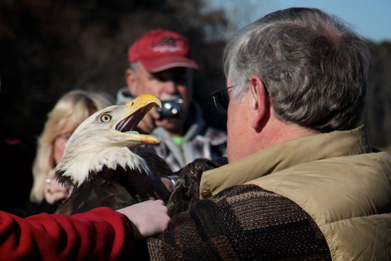 2014-01-17-eagle6.jpg