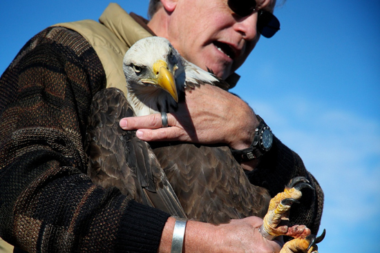 2014-01-17-eagle8.jpg