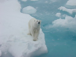 2014-01-23-PolarBearCrane.JPG