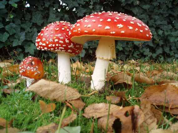 2014-01-23-mushrooms.jpg