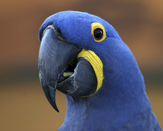 2014-01-26-iStock_Macaw300dpiMedium.jpg