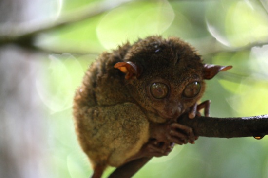 Bohol tarsier