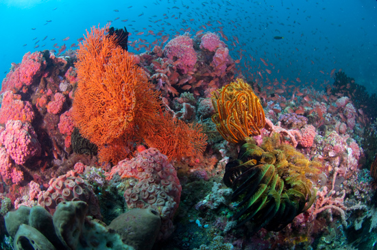 10 Marine Areas Worth Saving | HuffPost