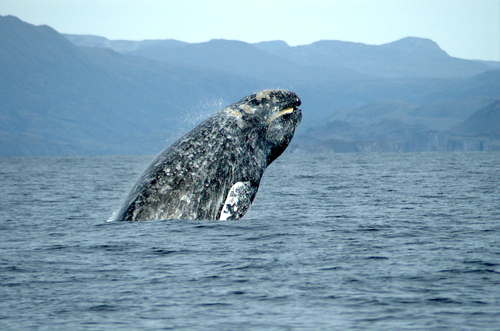 2014-01-27-graywhale_merrillgosho_noaa.jpg