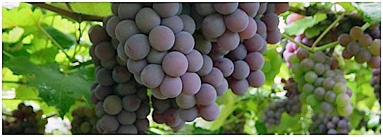 2014-01-28-URUGUAYTANNTGRAPE.jpg