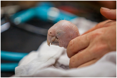 2014-01-29-babyscarletmacaw.jpg