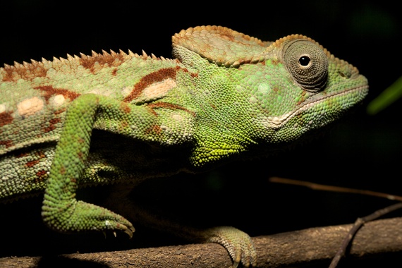 2014-01-31-Chameleons_TravisSteffens1.jpg