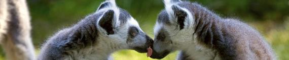 2014-01-31-kt_General_wildlife_LemurKiss_iStock_000003960596Medium.jpg