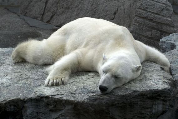 2014-01-31-sleepingpolarbear.jpg