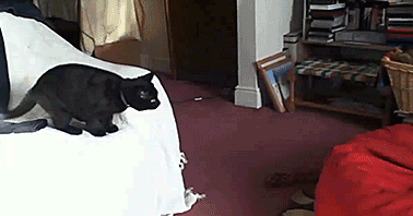 2014-02-02-cat.gif