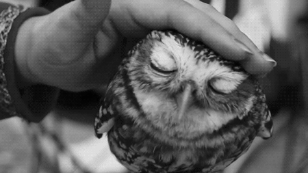 2014-02-02-owl.gif