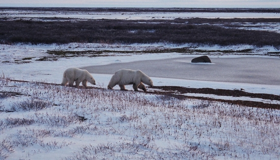 2014-02-03-Polarbearsdistantbearswalking.JPG